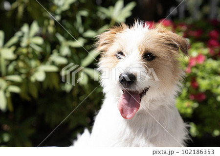 微笑むジャックラッセルのバストアップ 102186353