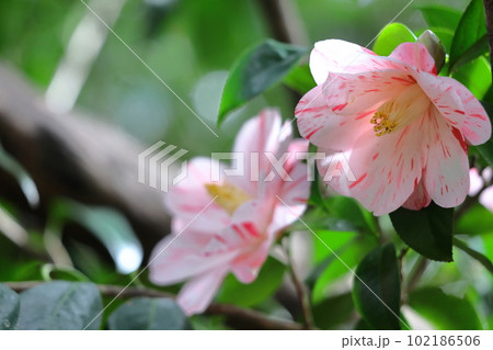 厳冬に凛と咲く 102186506