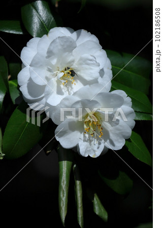 厳冬に凛と咲く 102186508