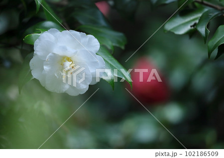 厳冬に凛と咲く 102186509