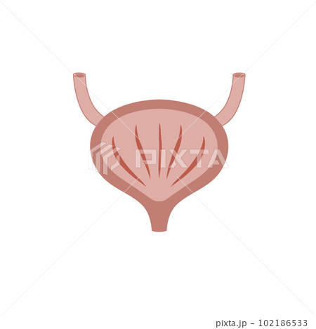 Bladder with urine. Internal organ of people. Medical illustration isolated on white background Bladder with urine. Internal organ of people. Medical illustration isolated on white background 102186533