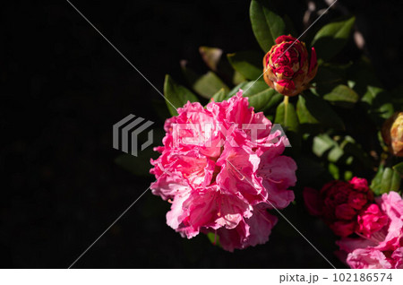 鮮やかなシャクナゲの花 102186574