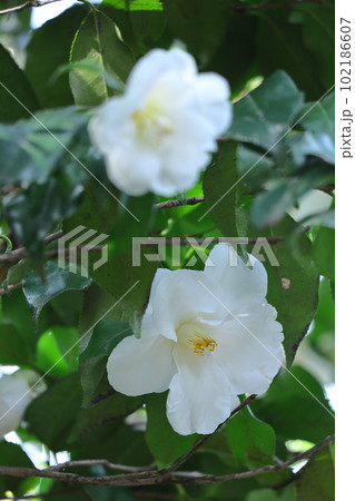 厳冬に凛と咲く 102186607