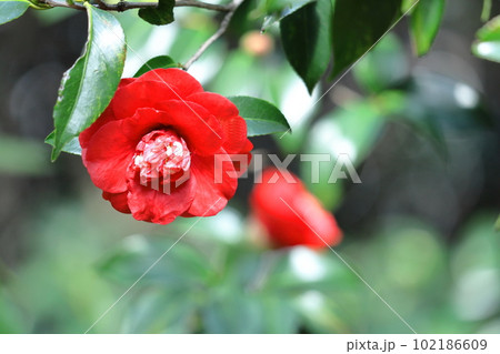 厳冬に凛と咲く 102186609