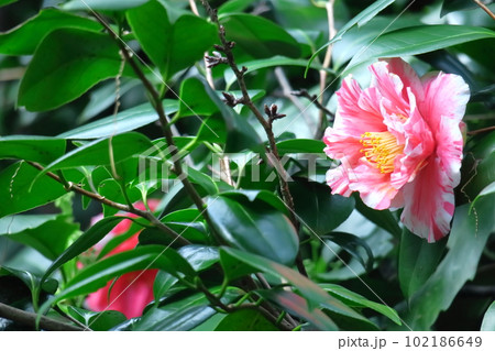 厳冬に凛と咲く 102186649