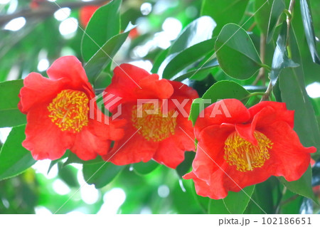 厳冬に凛と咲く 102186651