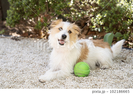 白い石の庭で微笑むジャックラッセルのバストアップ 102186665