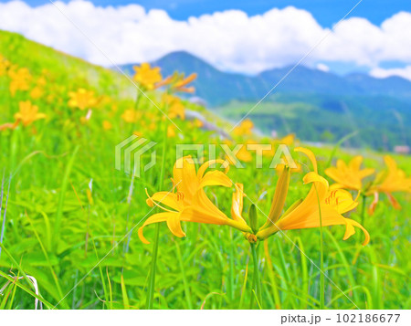 ニッコウキスゲ咲く霧ヶ峰高原と蓼科山 102186677