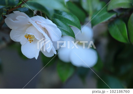 厳冬に凛と咲く 102186760