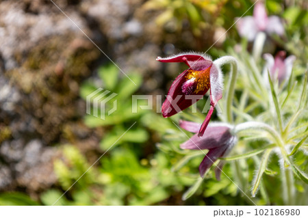 オキナグサ(翁草) オキナグサ(翁草) 102186980