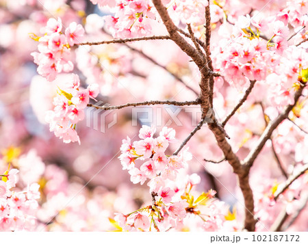 春らんまん　満開の美しい大寒桜 102187172