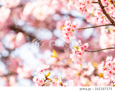 春らんまん　満開の美しい大寒桜 102187173