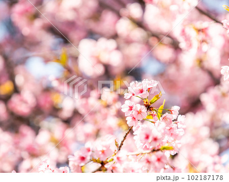 春らんまん　満開の美しい大寒桜 102187178