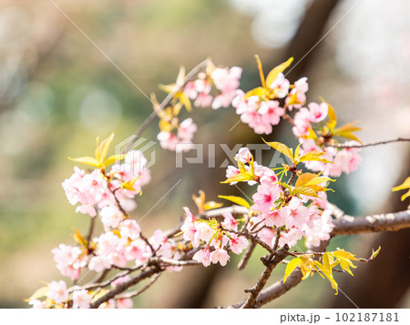 春らんまん 満開の美しい大寒桜 春らんまん 満開の美しい大寒桜 102187181