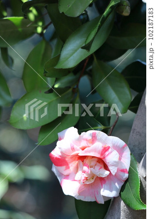 厳冬に凛と咲く 102187183