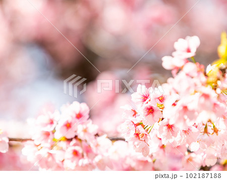 春らんまん　満開の美しい大寒桜 102187188