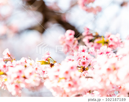 春らんまん　満開の美しい大寒桜 102187189