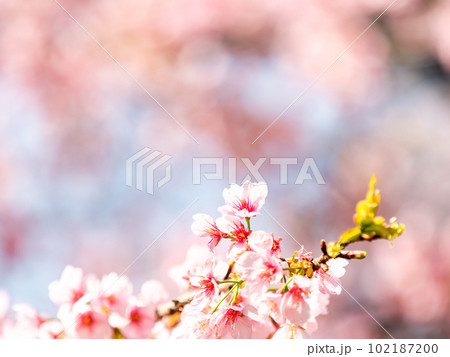 春らんまん　満開の美しい大寒桜 102187200