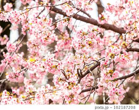 春らんまん　満開の美しい大寒桜 102187208