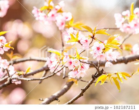 春らんまん　満開の美しい大寒桜 102187211