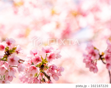 春らんまん　満開の美しい大寒桜 102187220