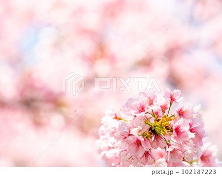 春らんまん　満開の美しい大寒桜 102187223