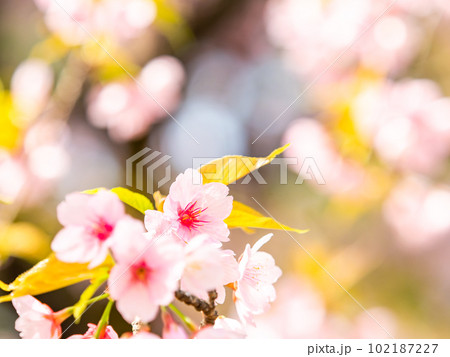 春らんまん　満開の美しい大寒桜 102187227