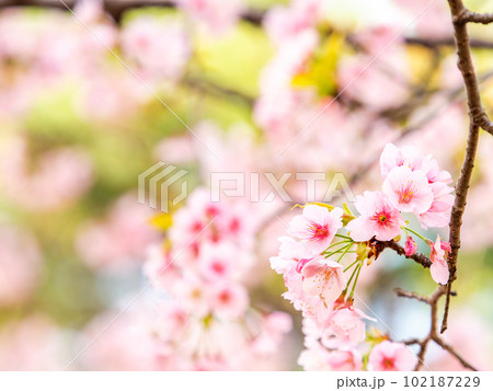 春らんまん　満開の美しい大寒桜 102187229