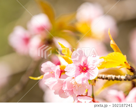 春らんまん　満開の美しい大寒桜 102187241