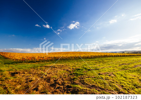 Yarra Valley Vineyard and Landscape in Australia Yarra Valley Vineyard and Landscape in Australia 102187323