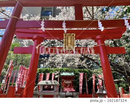 満開の桜と祠へ連なる赤い鳥居〈菅生神社/愛知県岡崎市〉 102187324