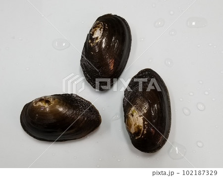 タナゴが産卵する貝　ドブガイ 102187329