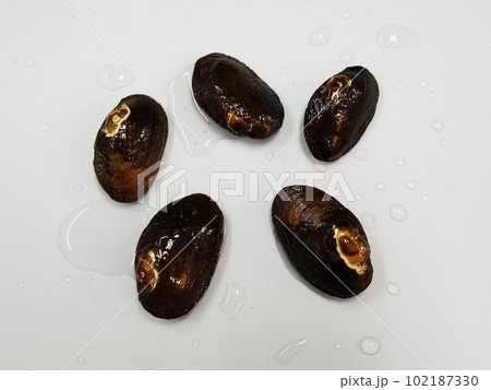 タナゴが産卵する貝　ニセマツカサガイ 102187330