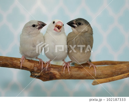 文鳥の雛三色のカラー 102187333