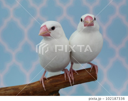 仲良しの白文鳥 102187336