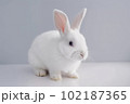 白ウサギ 102187365