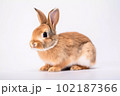 白背景のかわいいウサギ 102187366