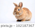 白背景のかわいいウサギ 102187367