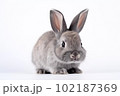 黒ウサギ 102187369