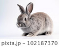 黒ウサギ 102187370