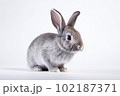 黒ウサギ 102187371