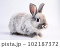 黒ウサギ 102187372