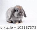 黒ウサギ 102187373