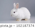 白ウサギ 102187374