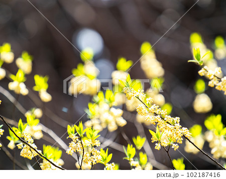 生命感あふれる春の景色　アオモジの美しい若葉と花 102187416