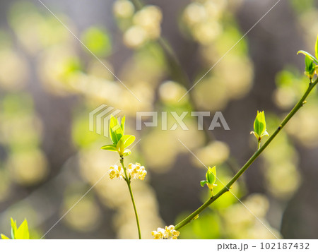 生命感あふれる春の景色　アオモジの美しい若葉と花 102187432