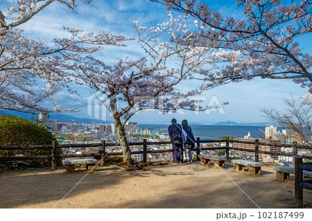 桜の下で大津市街を展望するカップル 102187499