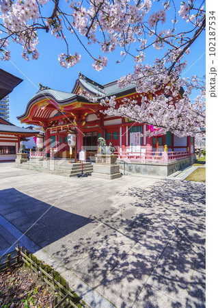 土佐稲荷神社　本殿　満開の桜（大阪市西区） 102187534