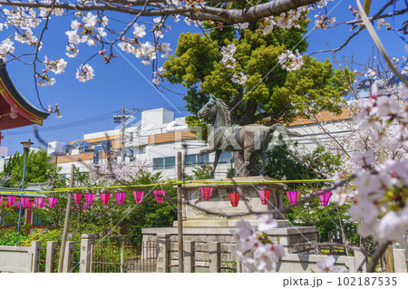 土佐稲荷神社　神馬　満開の桜（大阪市西区） 102187535