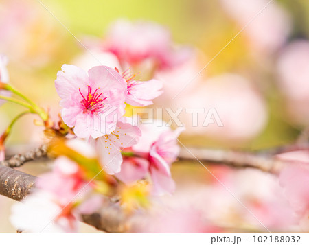 春らんまん　満開の美しい大寒桜 102188032
